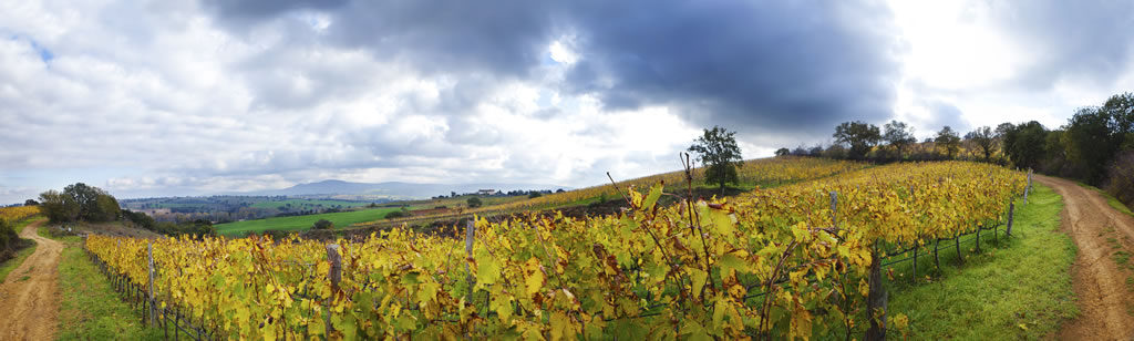 Fattoria_Le_Pupille 3